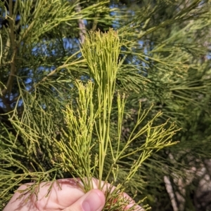 Exocarpos cupressiformis at West Wodonga, VIC - 2 Aug 2021