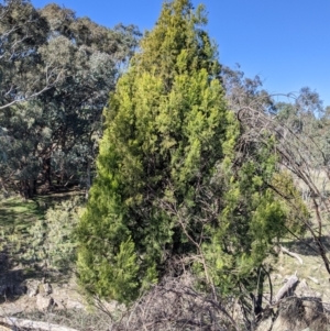 Exocarpos cupressiformis at West Wodonga, VIC - 2 Aug 2021 12:33 PM