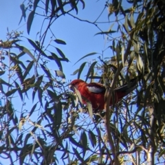 Platycercus elegans (Crimson Rosella) at Felltimber Creek NCR - 2 Aug 2021 by Darcy