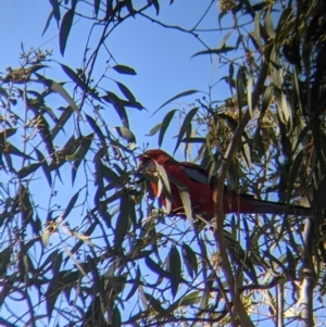 Platycercus elegans at West Wodonga, VIC - 2 Aug 2021 12:37 PM