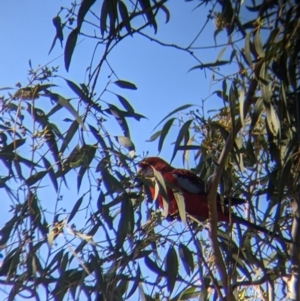 Platycercus elegans at West Wodonga, VIC - 2 Aug 2021 12:37 PM