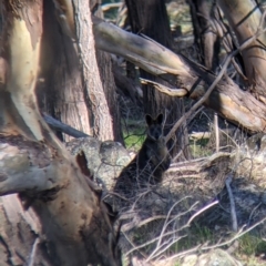 Wallabia bicolor (Swamp Wallaby) at Wodonga - 2 Aug 2021 by Darcy