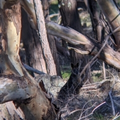 Wallabia bicolor at West Wodonga, VIC - 2 Aug 2021