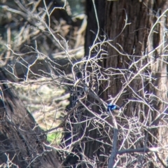 Malurus cyaneus (Superb Fairywren) at Felltimber Creek NCR - 2 Aug 2021 by Darcy