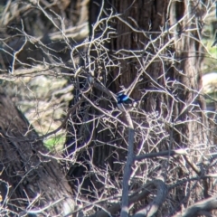 Malurus cyaneus at West Wodonga, VIC - 2 Aug 2021 12:46 PM