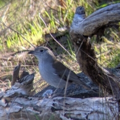 Colluricincla harmonica (Grey Shrikethrush) at Felltimber Creek NCR - 2 Aug 2021 by Darcy