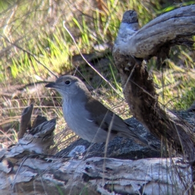 Colluricincla harmonica (Grey Shrikethrush) at West Wodonga, VIC - 2 Aug 2021 by Darcy