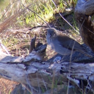 Colluricincla harmonica at West Wodonga, VIC - 2 Aug 2021 12:48 PM