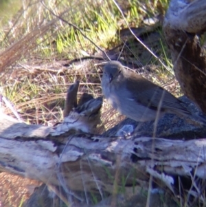 Colluricincla harmonica at West Wodonga, VIC - 2 Aug 2021