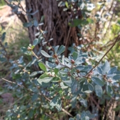 Hibbertia obtusifolia (Grey Guinea-flower) at Felltimber Creek NCR - 2 Aug 2021 by Darcy