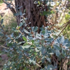 Hibbertia obtusifolia (Grey Guinea-flower) at West Wodonga, VIC - 2 Aug 2021 by Darcy