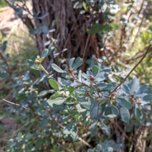 Hibbertia obtusifolia at West Wodonga, VIC - 2 Aug 2021 12:56 PM