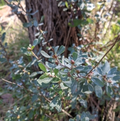 Hibbertia obtusifolia (Grey Guinea-flower) at Wodonga - 2 Aug 2021 by Darcy