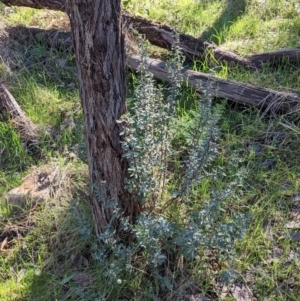 Hibbertia obtusifolia at West Wodonga, VIC - 2 Aug 2021