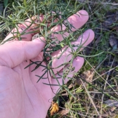 Xerochrysum viscosum (Sticky Everlasting) at Wodonga - 2 Aug 2021 by Darcy