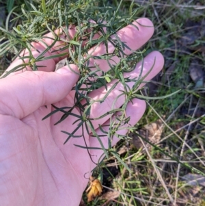 Xerochrysum viscosum at West Wodonga, VIC - 2 Aug 2021 12:56 PM