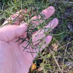 Xerochrysum viscosum (Sticky Everlasting) at Felltimber Creek NCR - 2 Aug 2021 by Darcy
