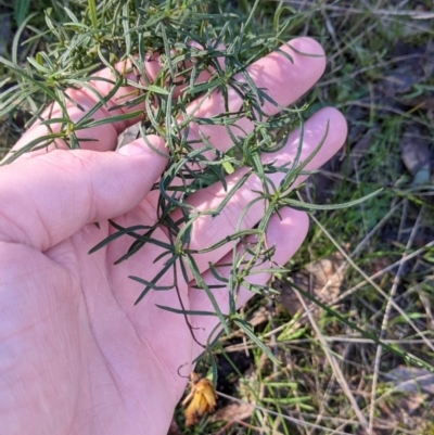 Xerochrysum viscosum (Sticky Everlasting) at Felltimber Creek NCR - 2 Aug 2021 by Darcy
