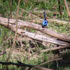 Malurus cyaneus (Superb Fairywren) at West Wodonga, VIC - 2 Aug 2021 by Darcy