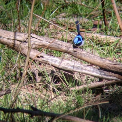 Malurus cyaneus (Superb Fairywren) at Felltimber Creek NCR - 2 Aug 2021 by Darcy