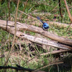 Malurus cyaneus at West Wodonga, VIC - 2 Aug 2021