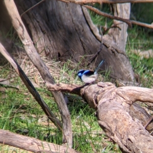 Malurus cyaneus at West Wodonga, VIC - 2 Aug 2021