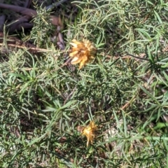 Xerochrysum viscosum (Sticky Everlasting) at Wodonga - 2 Aug 2021 by Darcy