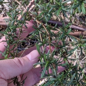 Xerochrysum viscosum at West Wodonga, VIC - 2 Aug 2021 01:04 PM