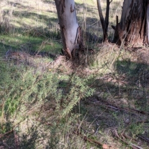 Xerochrysum viscosum at West Wodonga, VIC - 2 Aug 2021 01:04 PM