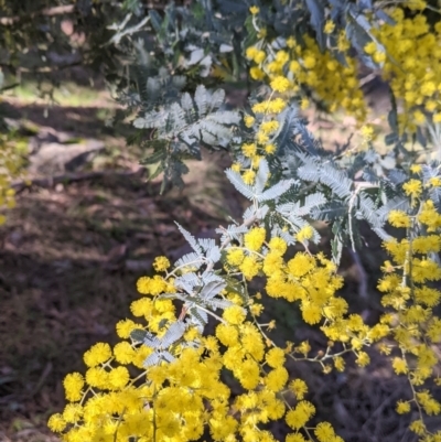 Acacia baileyana (Cootamundra Wattle, Golden Mimosa) at Felltimber Creek NCR - 2 Aug 2021 by Darcy