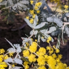Acacia baileyana at West Wodonga, VIC - 2 Aug 2021 01:06 PM