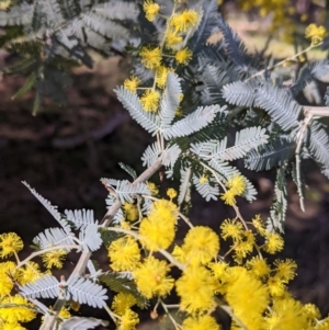 Acacia baileyana at West Wodonga, VIC - 2 Aug 2021