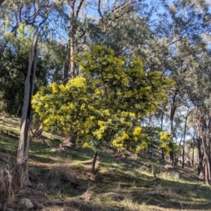 Acacia baileyana at West Wodonga, VIC - 2 Aug 2021
