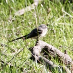 Rhipidura albiscapa (Grey Fantail) at Bells TSR - 30 Jul 2021 by PaulF