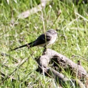 Rhipidura albiscapa at Thurgoona, NSW - 30 Jul 2021