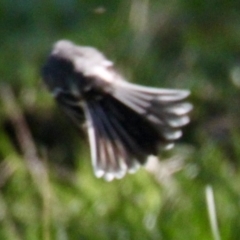 Rhipidura albiscapa at Thurgoona, NSW - 30 Jul 2021