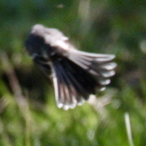 Rhipidura albiscapa at Thurgoona, NSW - 30 Jul 2021