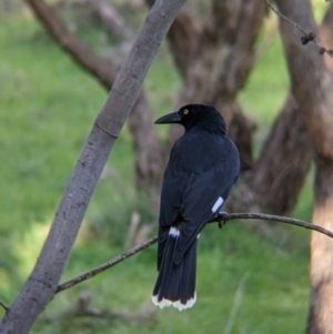 Strepera graculina at West Wodonga, VIC - 2 Aug 2021 01:14 PM