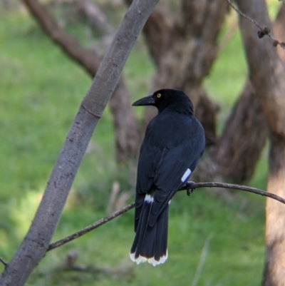 Strepera graculina (Pied Currawong) at Felltimber Creek NCR - 2 Aug 2021 by Darcy