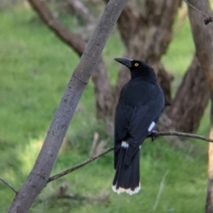 Strepera graculina at West Wodonga, VIC - 2 Aug 2021 01:14 PM