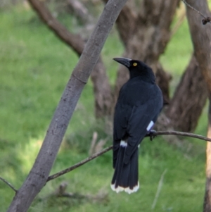 Strepera graculina at West Wodonga, VIC - 2 Aug 2021 01:14 PM