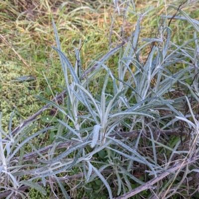 Senecio quadridentatus (Cotton Fireweed) at Wodonga - 2 Aug 2021 by Darcy