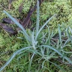 Senecio quadridentatus at West Wodonga, VIC - 2 Aug 2021 01:23 PM