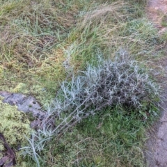 Senecio quadridentatus at West Wodonga, VIC - 2 Aug 2021 01:23 PM