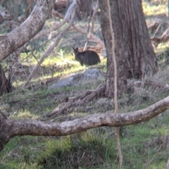 Wallabia bicolor (Swamp Wallaby) at Felltimber Creek NCR - 2 Aug 2021 by Darcy