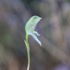 Pterostylis longifolia (Tall Greenhood) at Moruya, NSW - 30 Jul 2021 by LisaH