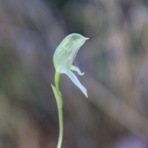 Pterostylis longifolia at Moruya, NSW - 30 Jul 2021