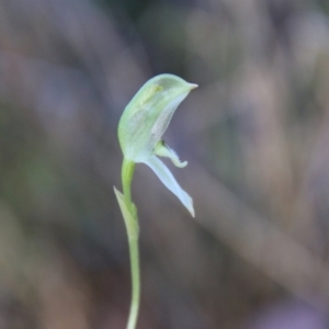 Pterostylis longifolia at Moruya, NSW - suppressed