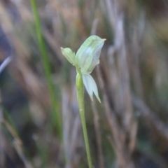 Pterostylis longifolia at Moruya, NSW - suppressed