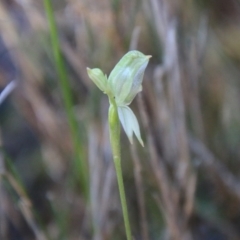 Pterostylis longifolia at Moruya, NSW - 30 Jul 2021